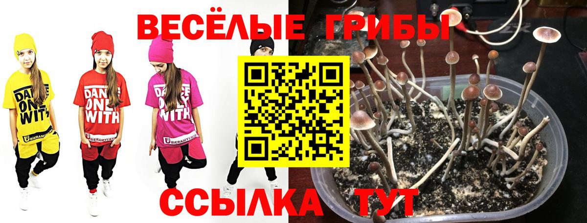 Галлюциногенные грибы Psilocybine cubensis Сызрань